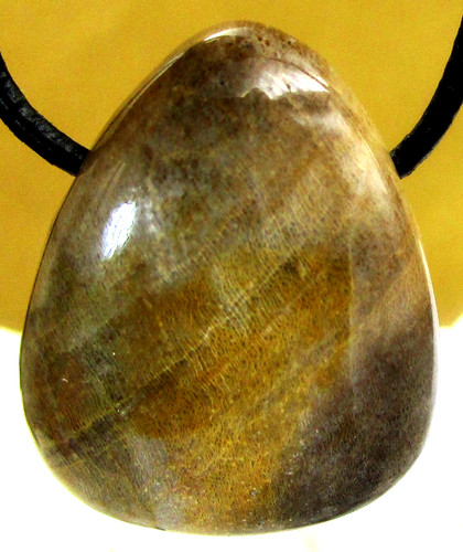 Versteinertes holz - versteinertes,
